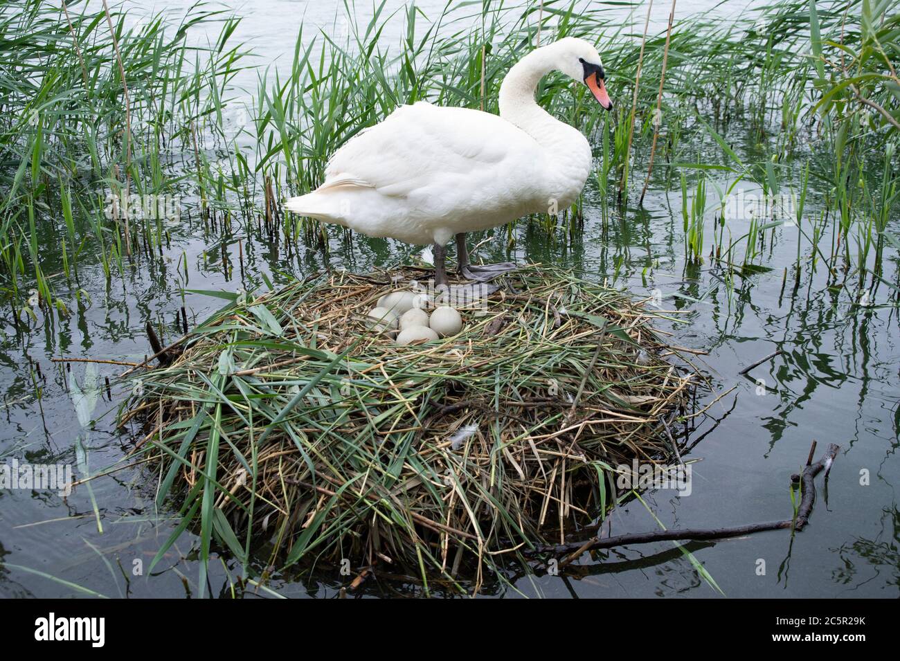 Femmina Mute Swan, Cygnus olor, su nido con cinque uova, Brent Reservoir, noto anche come gallese arpa, Londra, Regno Unito Foto Stock