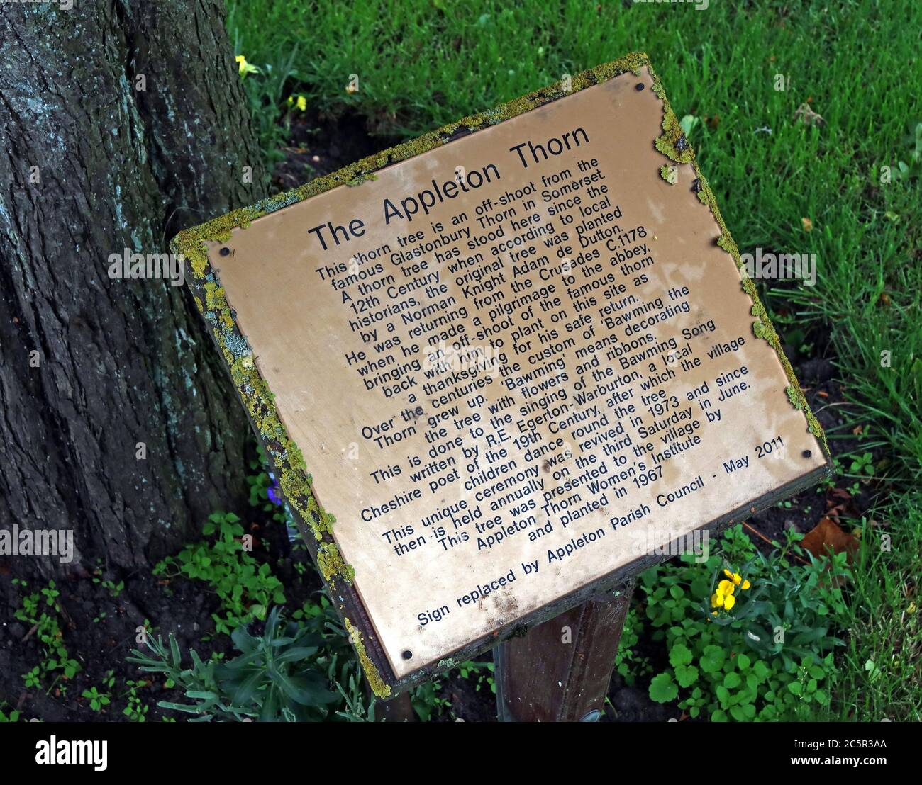 La spina di Appleton, storia del bawning del Thorn, del Thorn di Appleton, del Warrington, del Cheshire, dell'Inghilterra, del Regno Unito Foto Stock