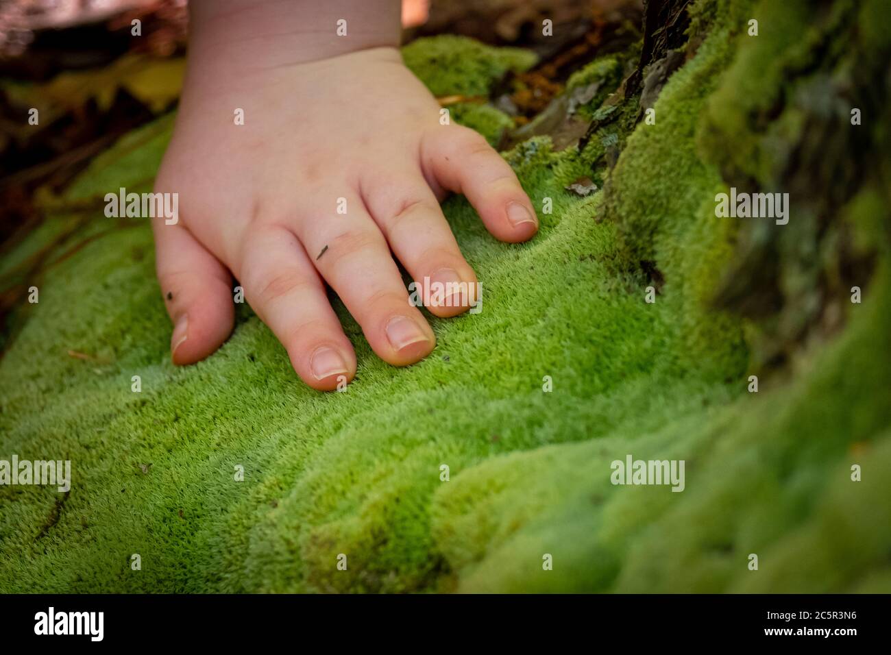 Un bambino sperimenta nuove texture mentre si trova nella foresta, toccando ciò che sembra il muschio più morbido del mondo. Foto Stock