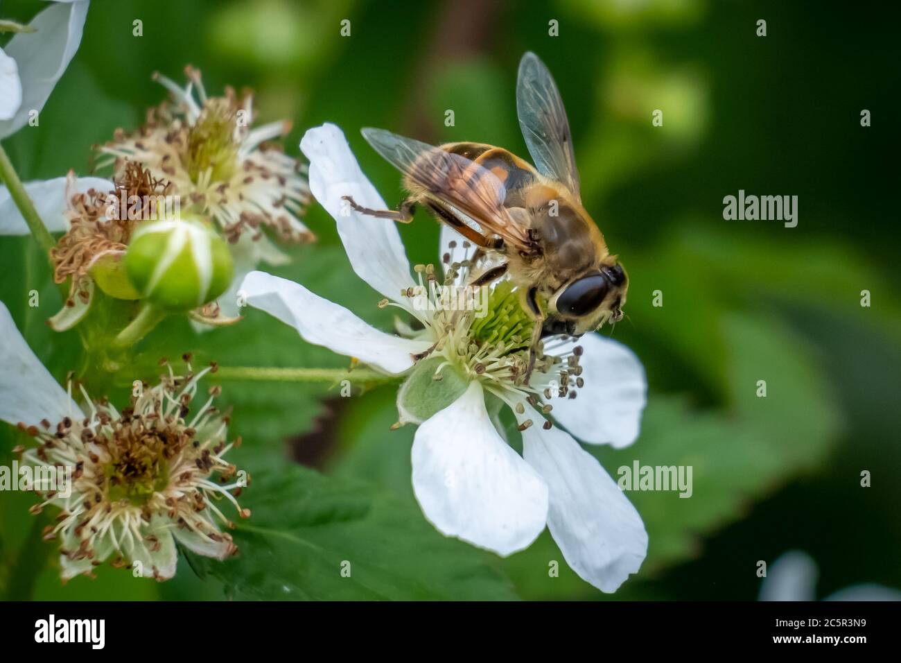 Un comune drone Fly impollinates alcuni blackberry Blooms. Foto Stock