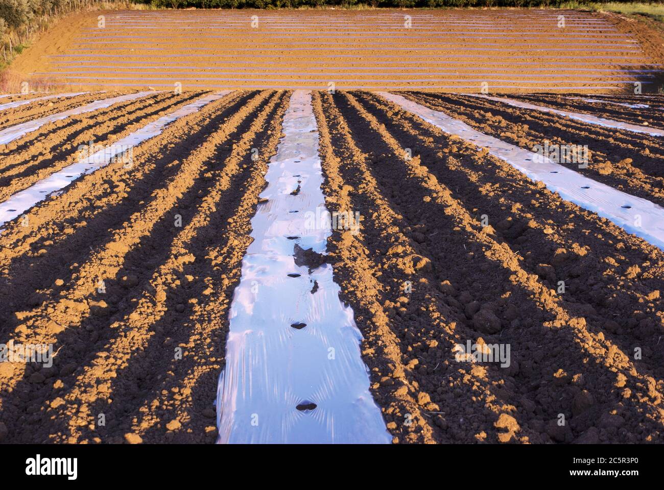 pacciamatura film su solco di campo arato composizione astratta in agricoltura siciliana Foto Stock