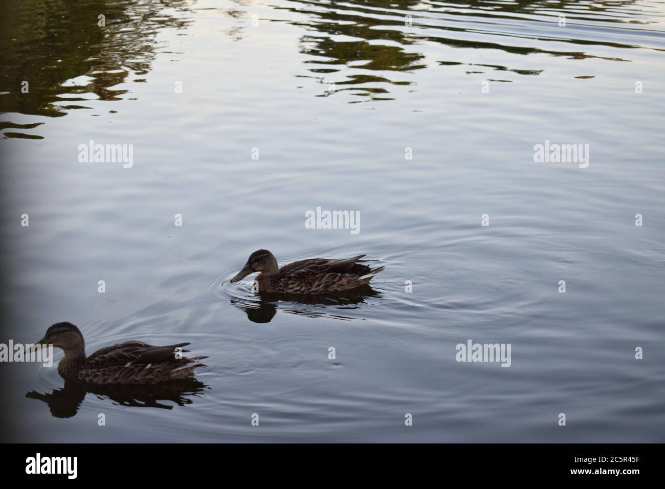 Due anatre nel lago di Brockwell Park a sud di Londra. Foto Stock