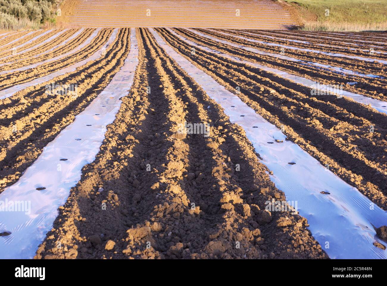 pacciamatura film su solco di campo arato composizione astratta in agricoltura siciliana Foto Stock