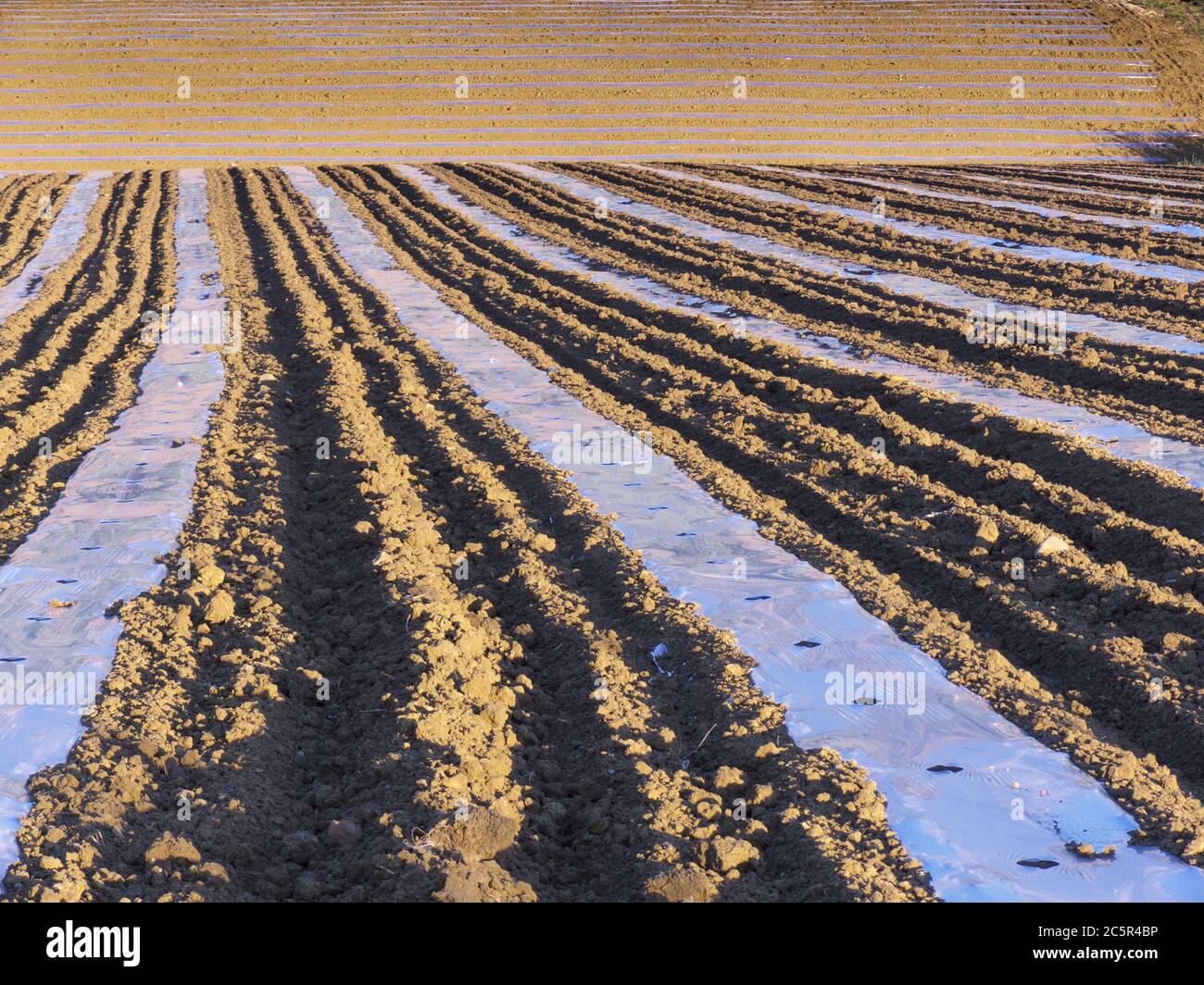 pacciamatura film su solco di campo arato composizione astratta in agricoltura siciliana Foto Stock