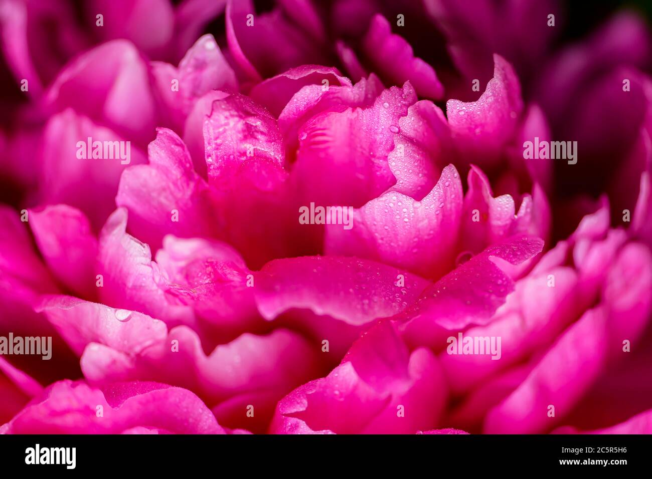 Peony foglie in pioggia primo piano. Peony lascia da vicino. Peony. Fuoco selettivo su fiore di peony. Foto Stock