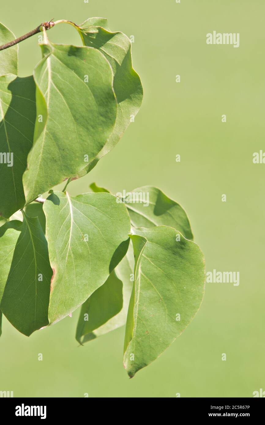 verde syringa vulgaris con spazio per la copia Foto Stock