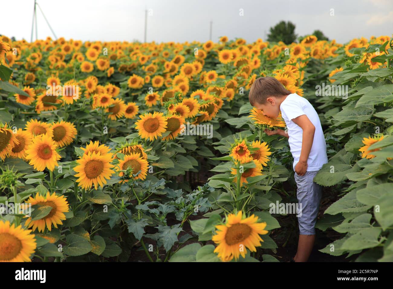 Bel ragazzo in un campo con girasoli. Foto Stock