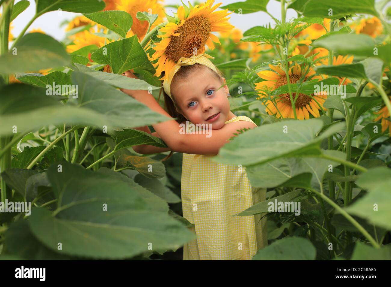 Bella ragazza in un vestito giallo in un campo con girasoli Foto Stock