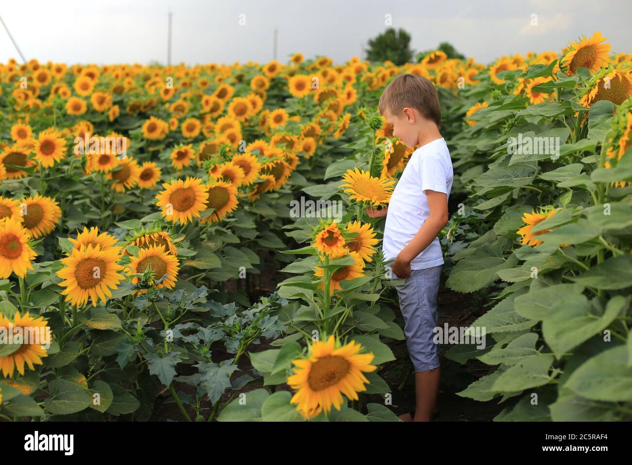 Bel ragazzo in un campo con girasoli. Foto Stock