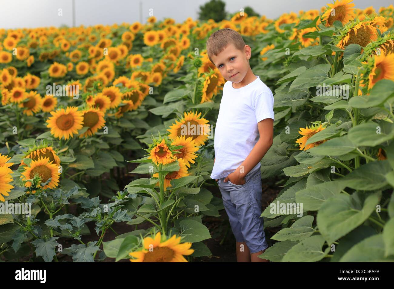 Bel ragazzo in un campo con girasoli. Foto Stock