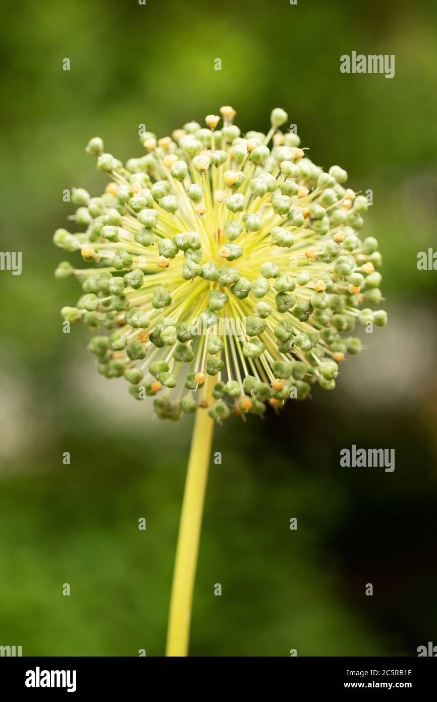 Allium stitatum, o scalogno persiano, una cipolla ornamentale in varietà Monte Everest. Questa pianta ha usi medicinali ed anche usato in cucina in Iran. Foto Stock