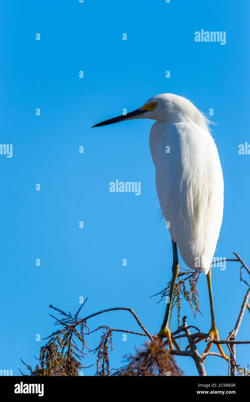 Egret innevato (Egretta thula) seduto su un albero. Mahogany Ammock Road. Parco nazionale delle Everglades. Florida. STATI UNITI Foto Stock