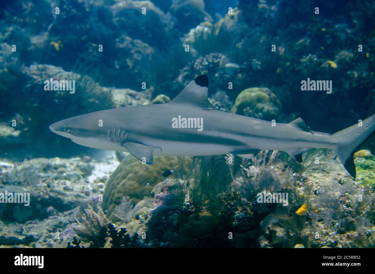 Dark Reef Shark, Carcharhinus melanopterus, Sardine Reef Dive Site, Dampier Strait, Raja Ampat, Indonesia Foto Stock