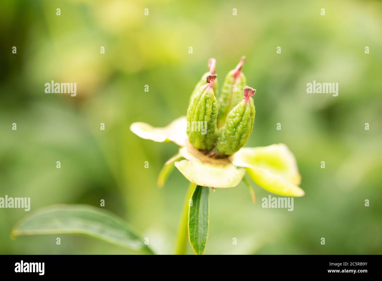 Semi di cialde su una peonia cinese (Paeonia lactiflora) in varietà Seashell, in un giardino estivo. Foto Stock