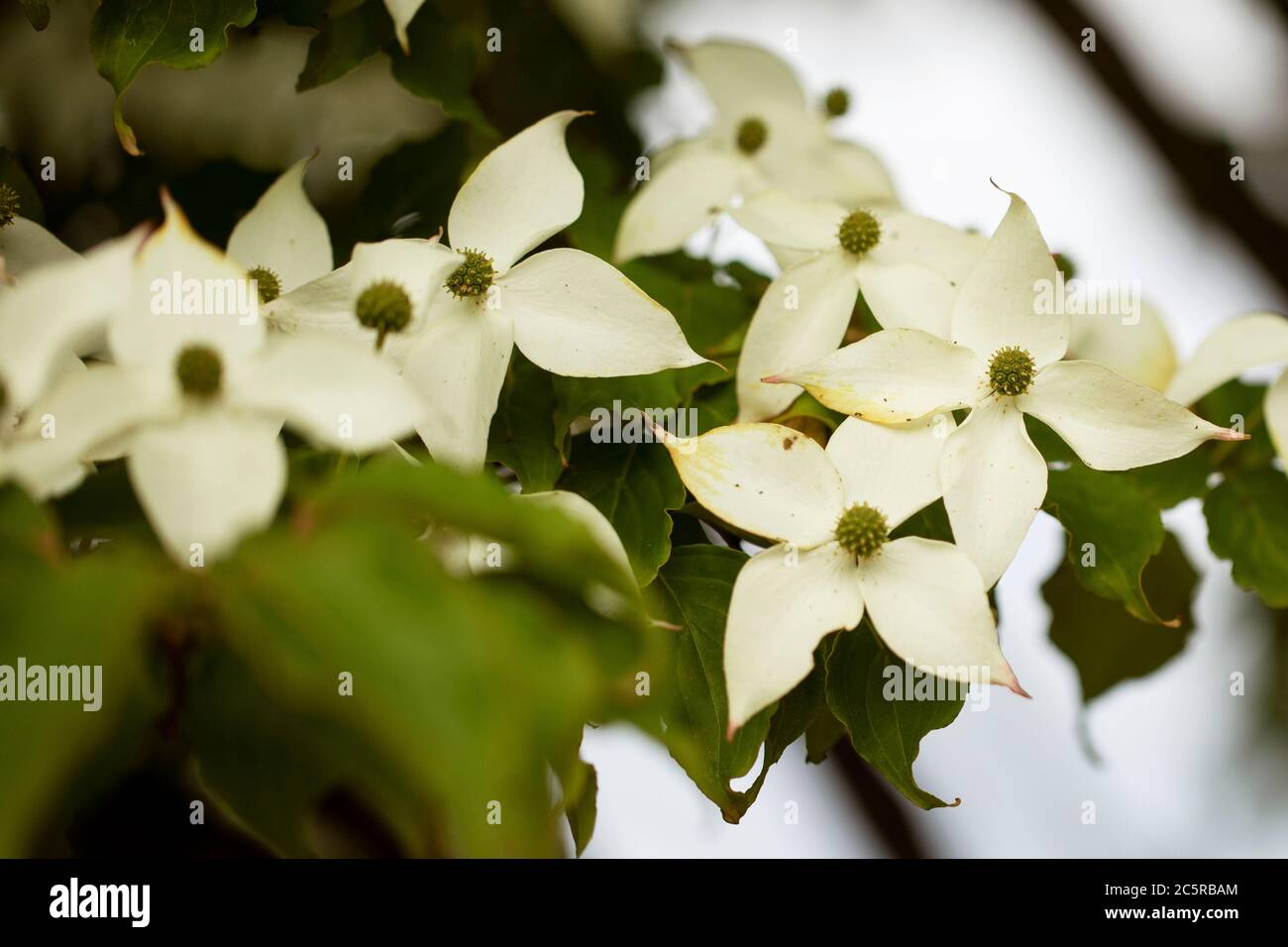 Fiori su un albero di dogwood di Kousa (Cornus kousa) in un giardino a Boylston, Massachusetts, Stati Uniti. Foto Stock