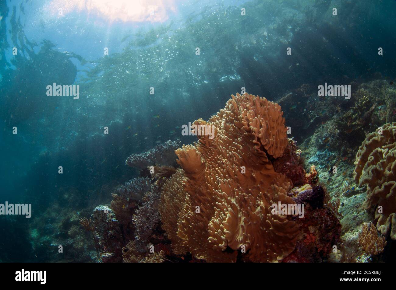 Barriera corallina e corallo con isola in background con raggi solari, Keruo Channel dive sito, Penemu Island, Dampier Strait, Raja Ampat, Indonesia Foto Stock