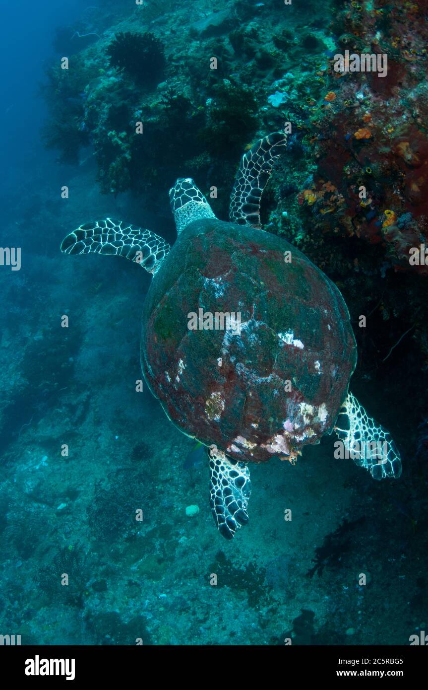 Hawksbill Turtle, Eretmochelys imbricata, No Contest sito di immersione, Balbollol Island, Misool Island, Raja Ampat, Indonesia Foto Stock