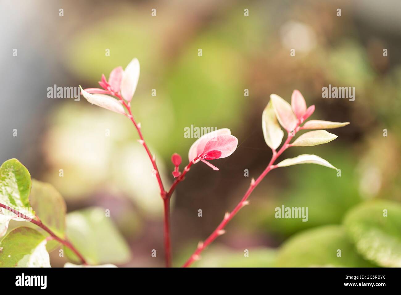 Nivosa hawaiana (Breynia disticha F. nivosa) in varietà Roseo Picta e famiglia Phyllantaceae. Foto Stock