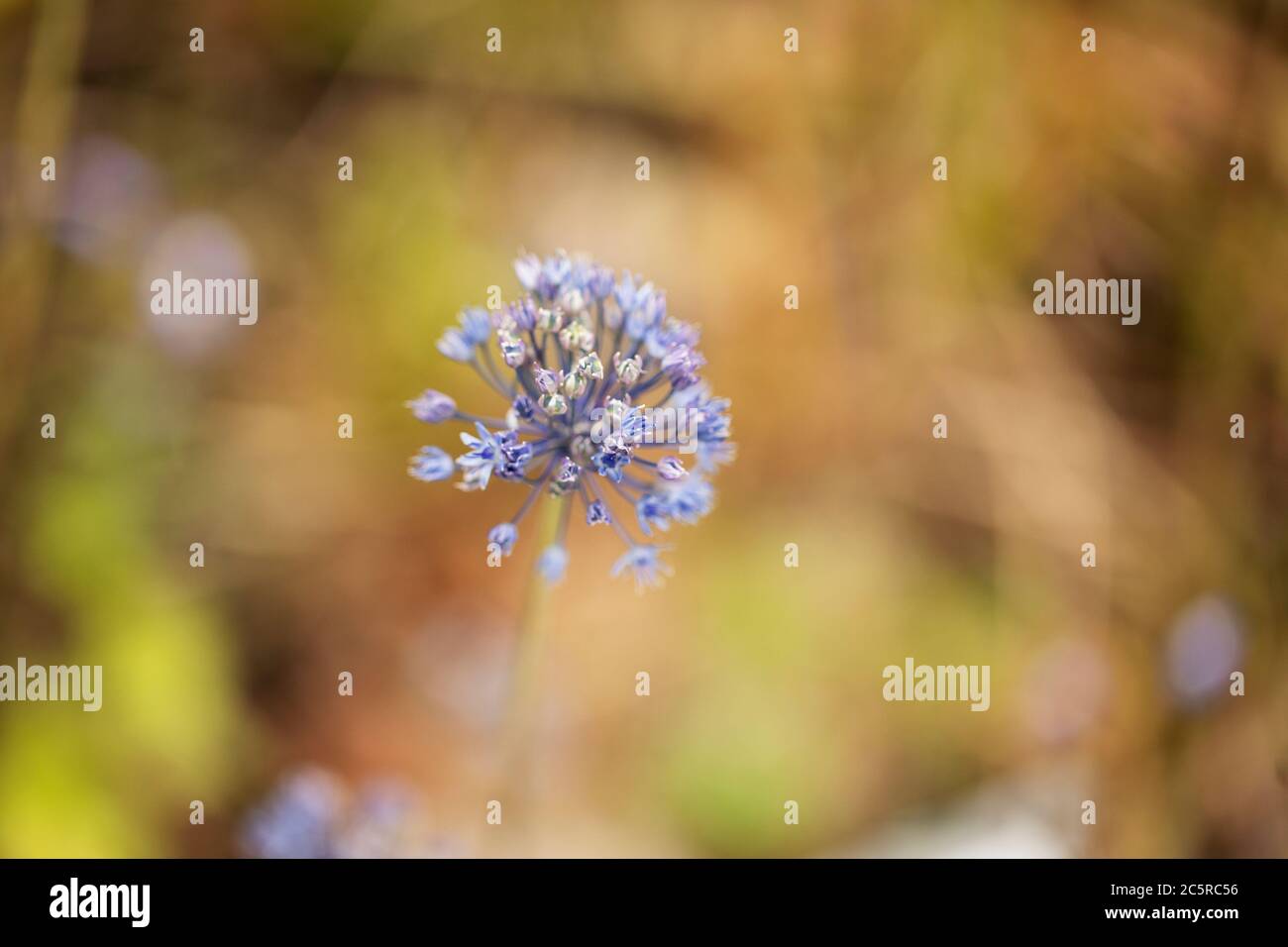 Allium Caeruleum, o cipolla ornamentale blu, fiorente in un giardino estivo. Conosciuta anche come cipolla globo blu, blu dei cieli, o aglio fiorito blu. Foto Stock