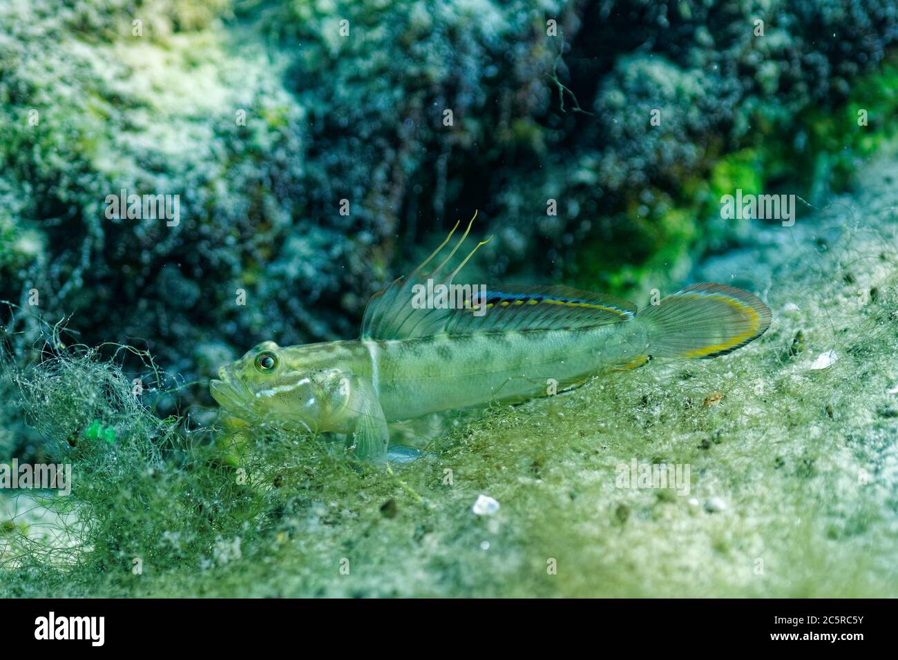 Un piccolo pesce di Goby verde colorato (Gobioidei) riposa fuori della sua tomba sul fondo sabbioso di una sorgente centrale della Florida. Foto Stock