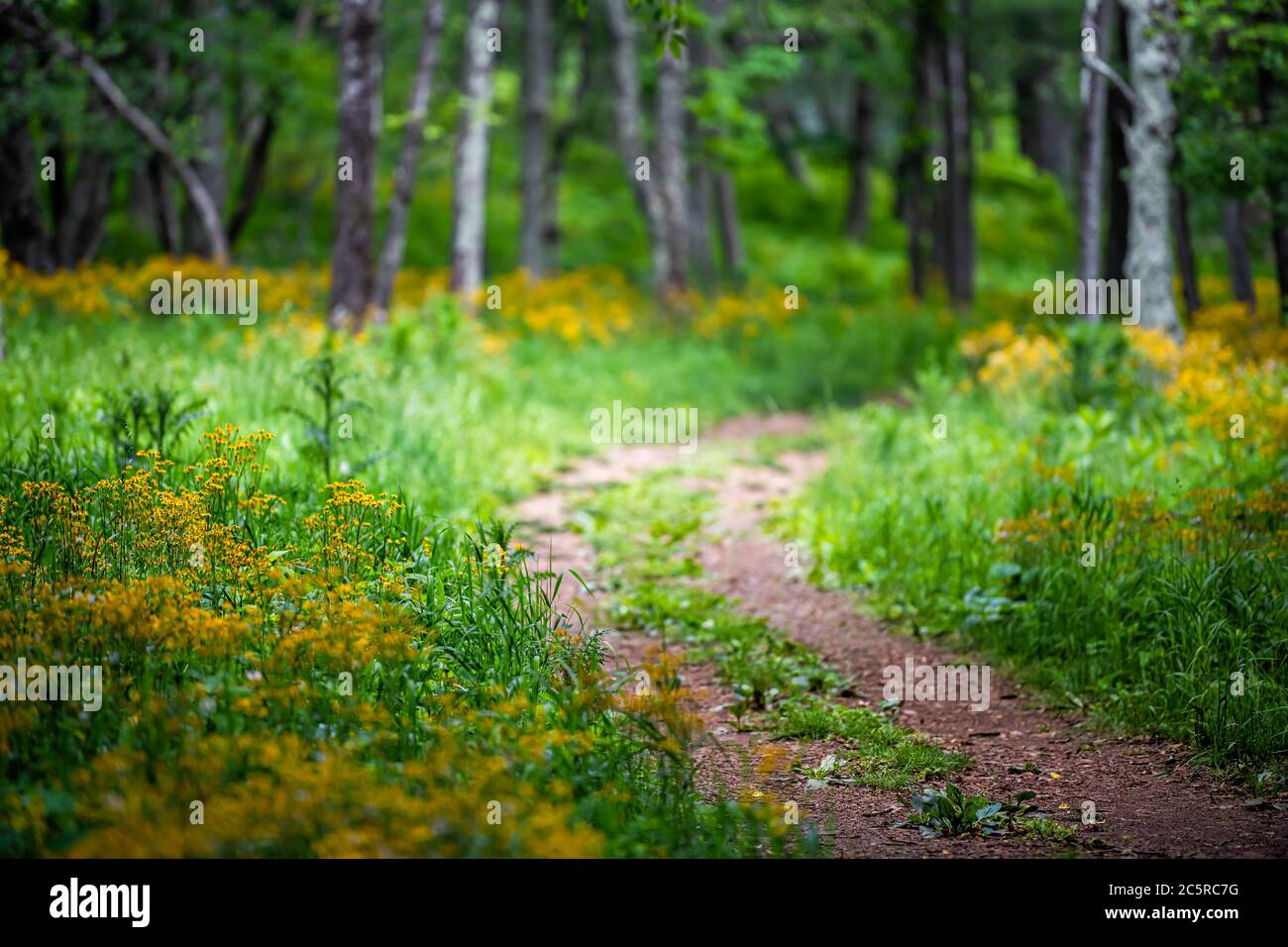 Storia del sentiero Foresta in Shenandoah Blue Ridge appalachian montagne sullo skyline guidare vicino Harry F. Byrd Visitor Center con fiore giallo Foto Stock
