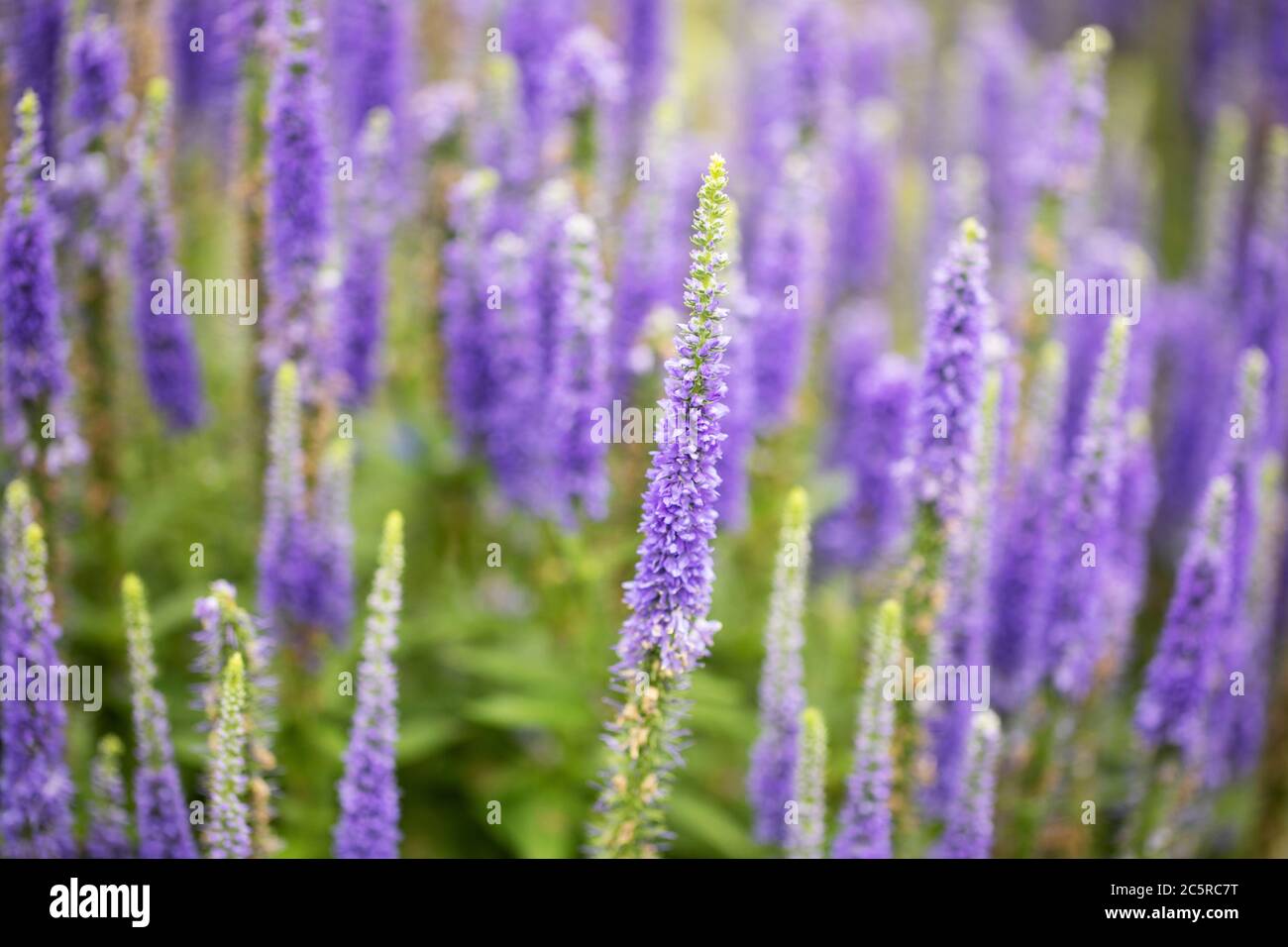 speedwell spiked (Veronica speziata) in varietà candele Royal con fiori blu. Una copertura nativa di Eurasia e un membro della famiglia Plantaginaceae. Foto Stock