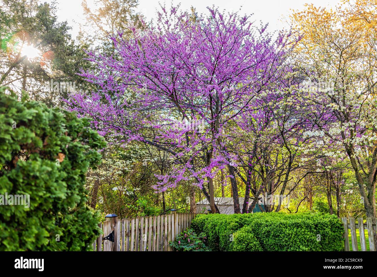 Idilliaco giardino in Virginia con recinzione di legno ingresso da cespugli e rosso rosa viola primavera fiori primavera su albero e sole in cielo con nessuno Foto Stock
