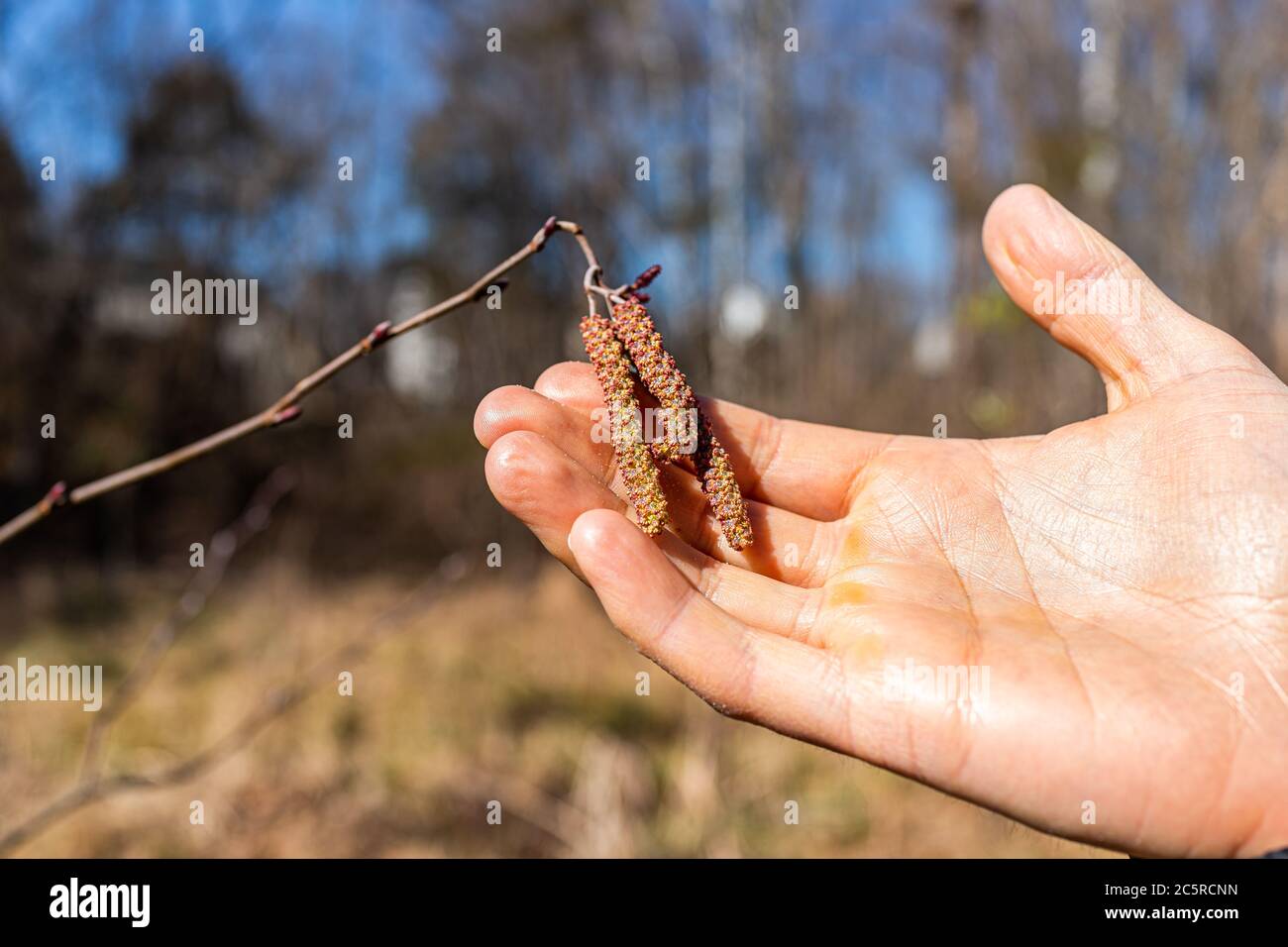 Closeup di ramo di albero di nocciolo e l'uomo che tiene asciutto catkins che tocca con mano durante l'inverno con bokeh sfondo di foresta in Virginia Foto Stock
