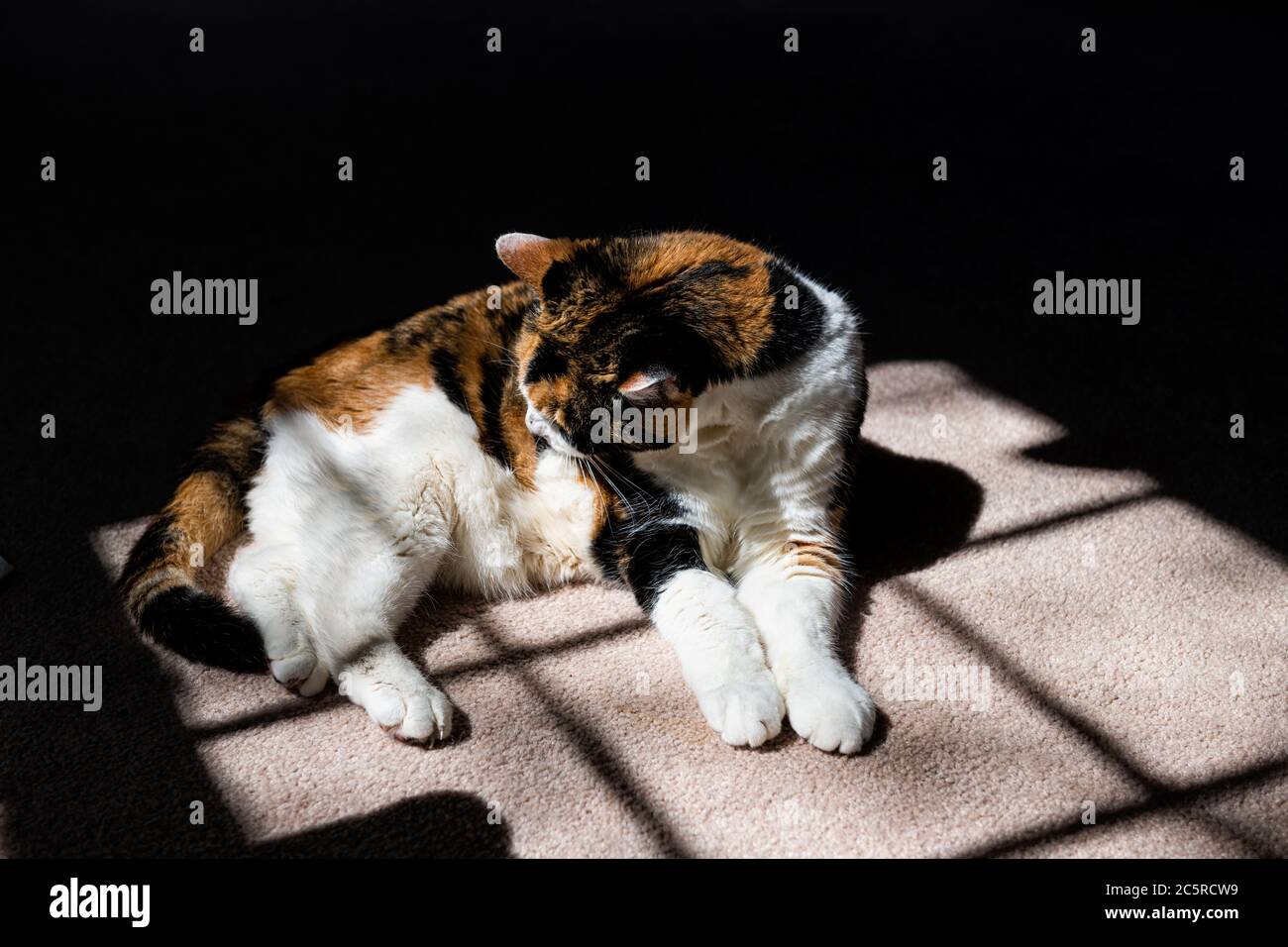 Closeup di calico capelli corti gatto leccando pulizia grooming pelo stomaco bianco sul pavimento moquette sdraiato in giù interno casa camera in luce solare finestra Foto Stock