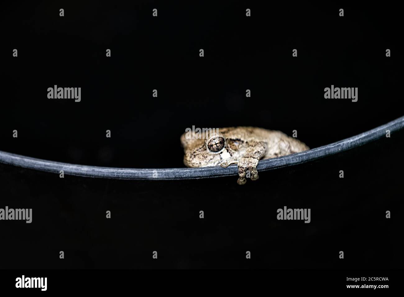 Macro di una singola rana grigia dell'albero di rana hyla versicolor sul bordo del contenitore nero del secchio che mostra la consistenza delle dita e degli occhi faccia Foto Stock