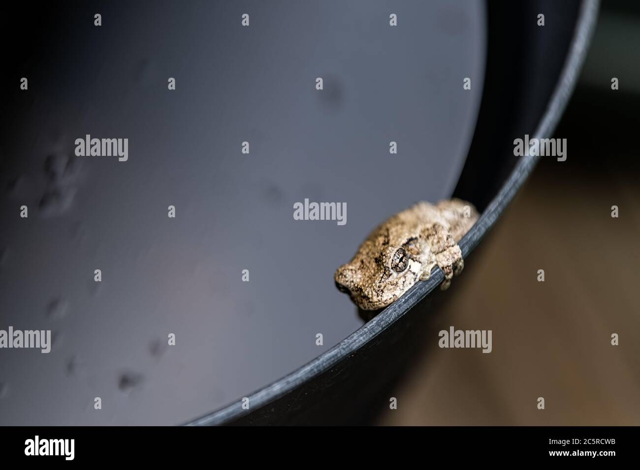 Macro di una rana grigia dell'albero di rana hyla versicolor sul bordo del contenitore nero del secchio con acqua che mostra la consistenza delle dita e degli occhi faccia Foto Stock