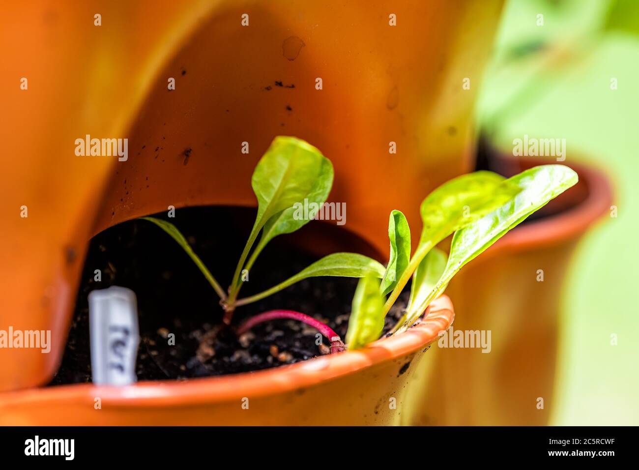 Closeup macro di Perpetual Spinach bietola svizzera che cresce in giardino d'arancia verticale contenitore tasca di superficie con terreno in primavera o estate Foto Stock