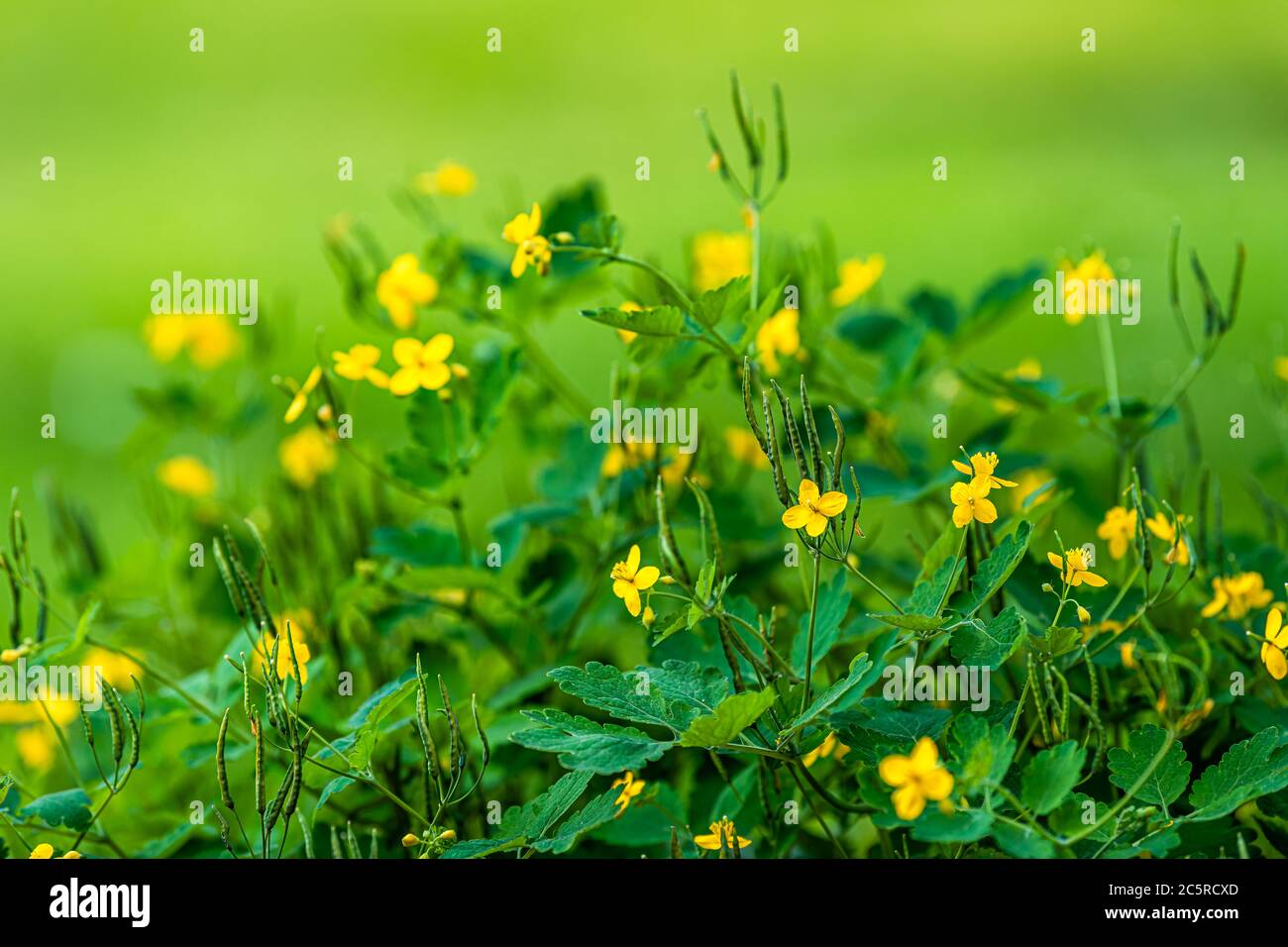 Bokeh sfondo verde e più grande Celandine o Chelidonium majus fiori gialli chiocciole di erbe usate per la medicina Foto Stock