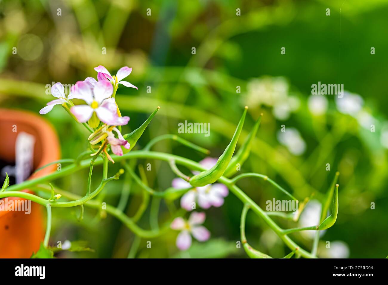 Closeup macro di semi baccelli e bullonato fiori di ravanello rosa fiore pianta in contenitore di orto con bokeh sfondo estate primavera Foto Stock