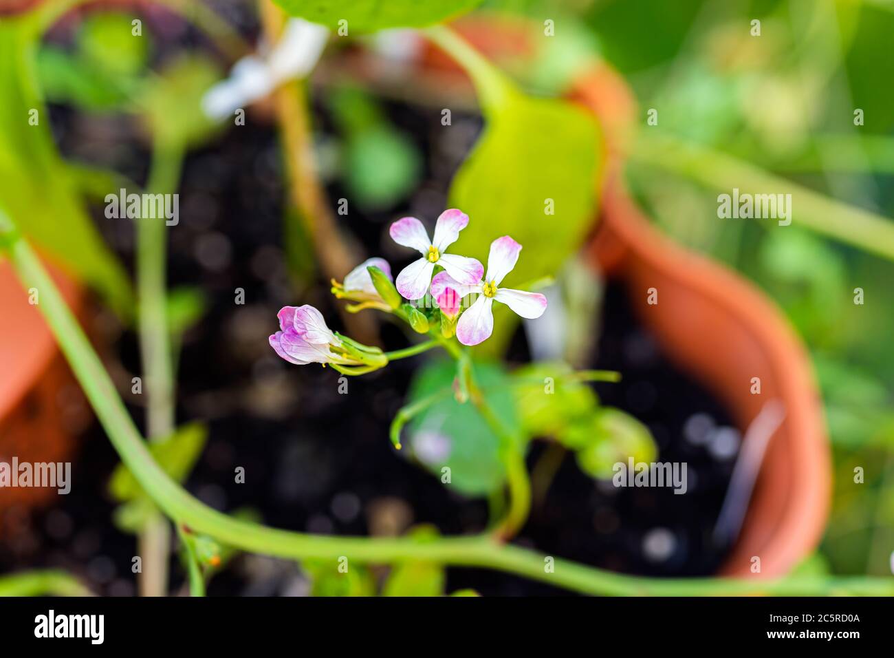 Closeup macro di fiori di ravanello rosa imbullonato fiore pianta in contenitore di orto con bokeh sfondo di suolo in primavera estate Foto Stock