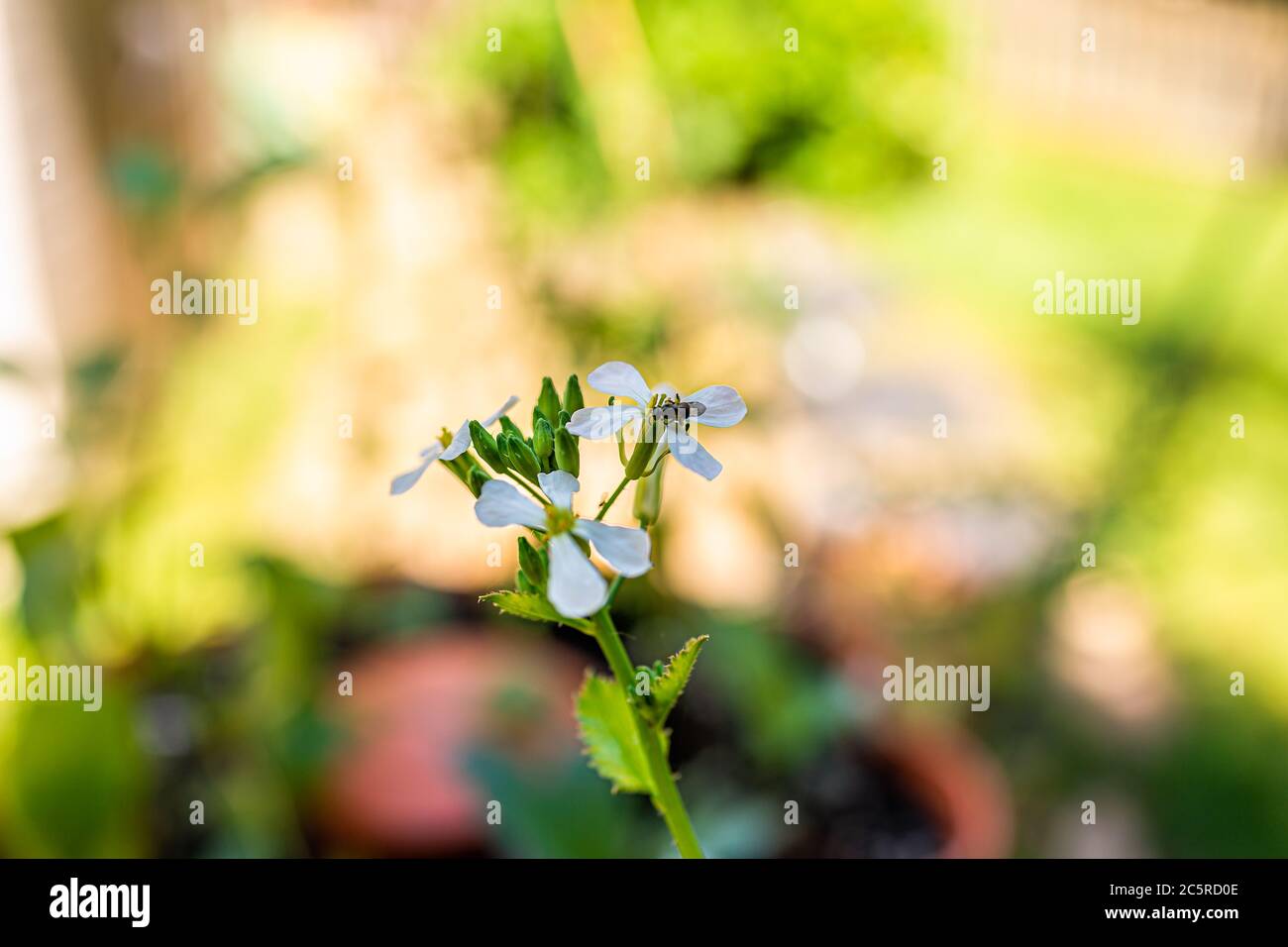 Closeup macro di fiori ravicini imbullonati bianco fiore pianta in contenitore di orto con bokeh sfondo estate e collectina di api piccole Foto Stock
