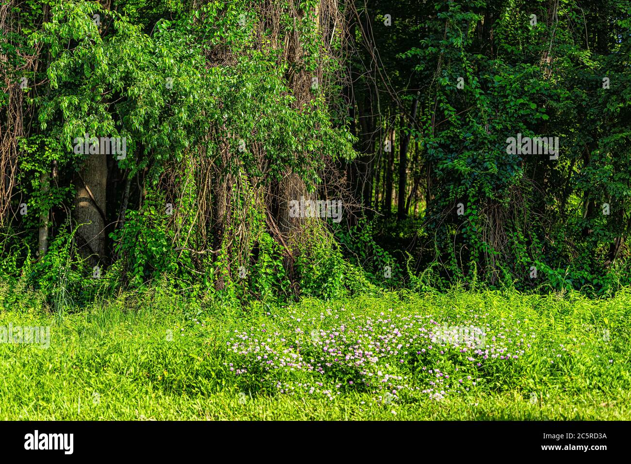 Foresta di alberi in background e rosa vetch o trifoglio fiori selvatici in estate prato in luce del sole il giorno di sole in Virginia, Stati Uniti Foto Stock
