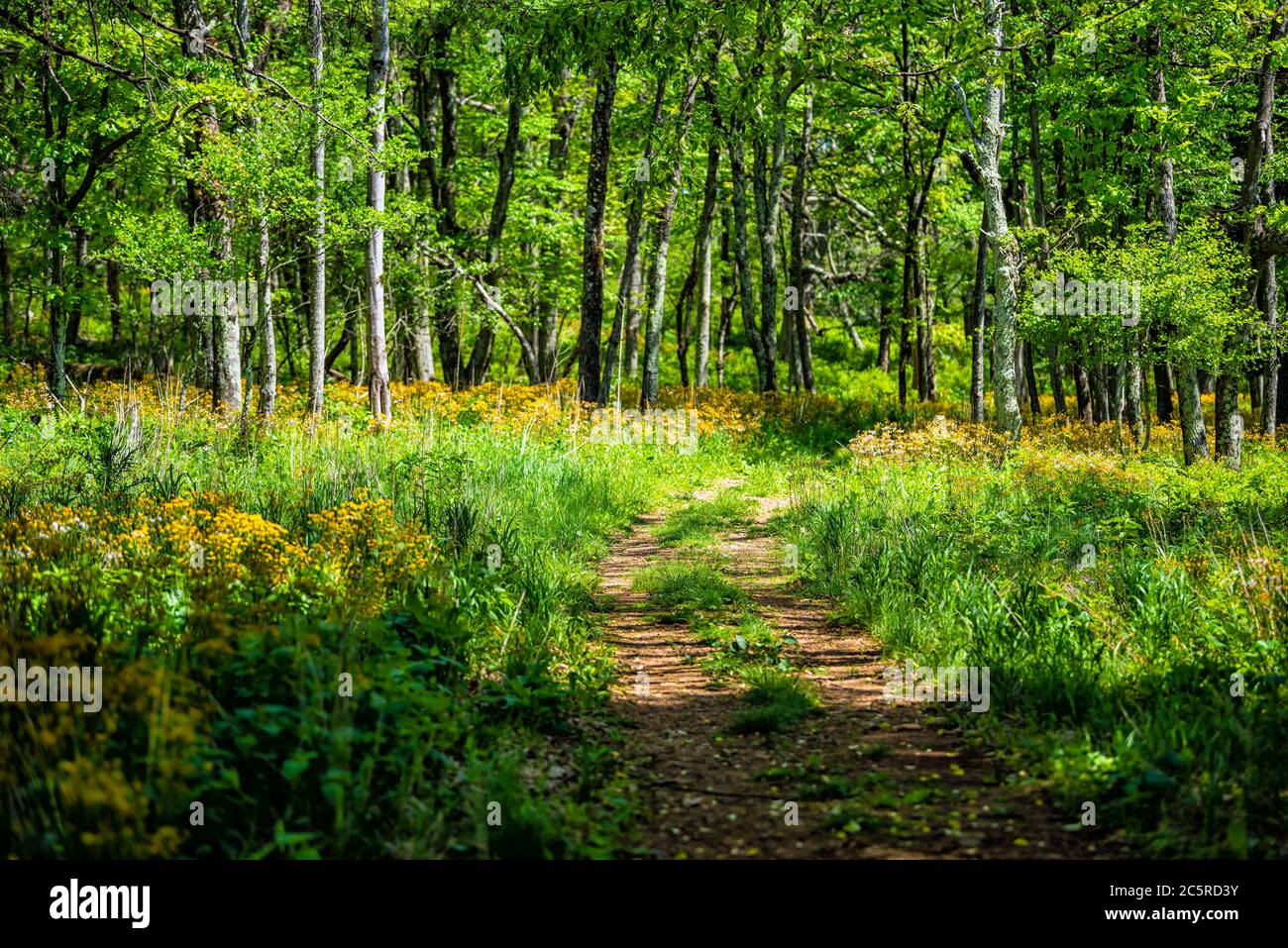 Storia del sentiero forestale in Shenandoah Blue Ridge appalachian montagne sullo skyline guidare vicino Harry F. Byrd Visitor Center con giallo fioriture Foto Stock