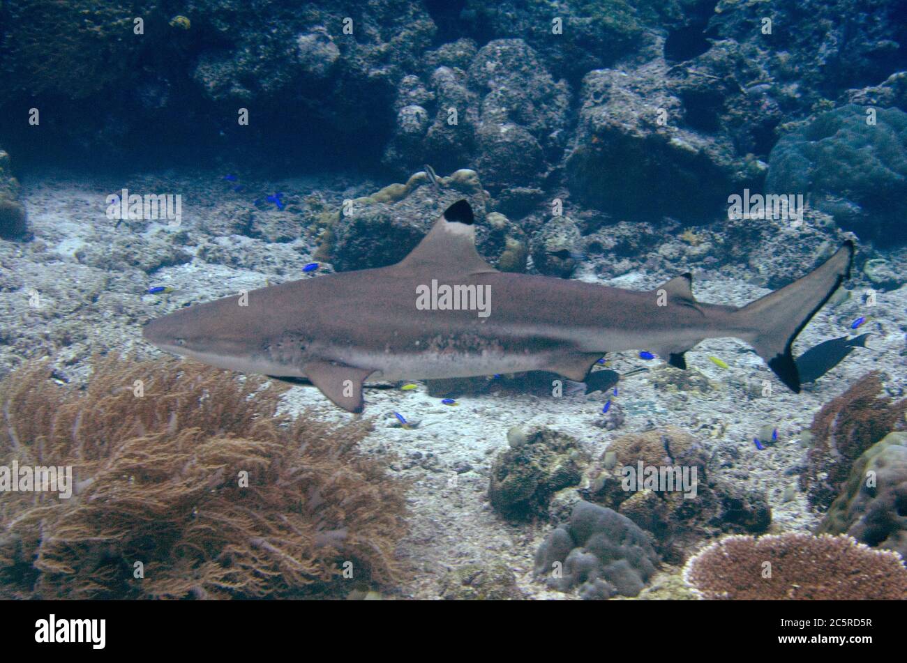 Dark Reef Shark, Carcharhinus melanopterus, Eagle Nest sito di immersione, Misool Island, Raja Ampat, Indonesia Foto Stock