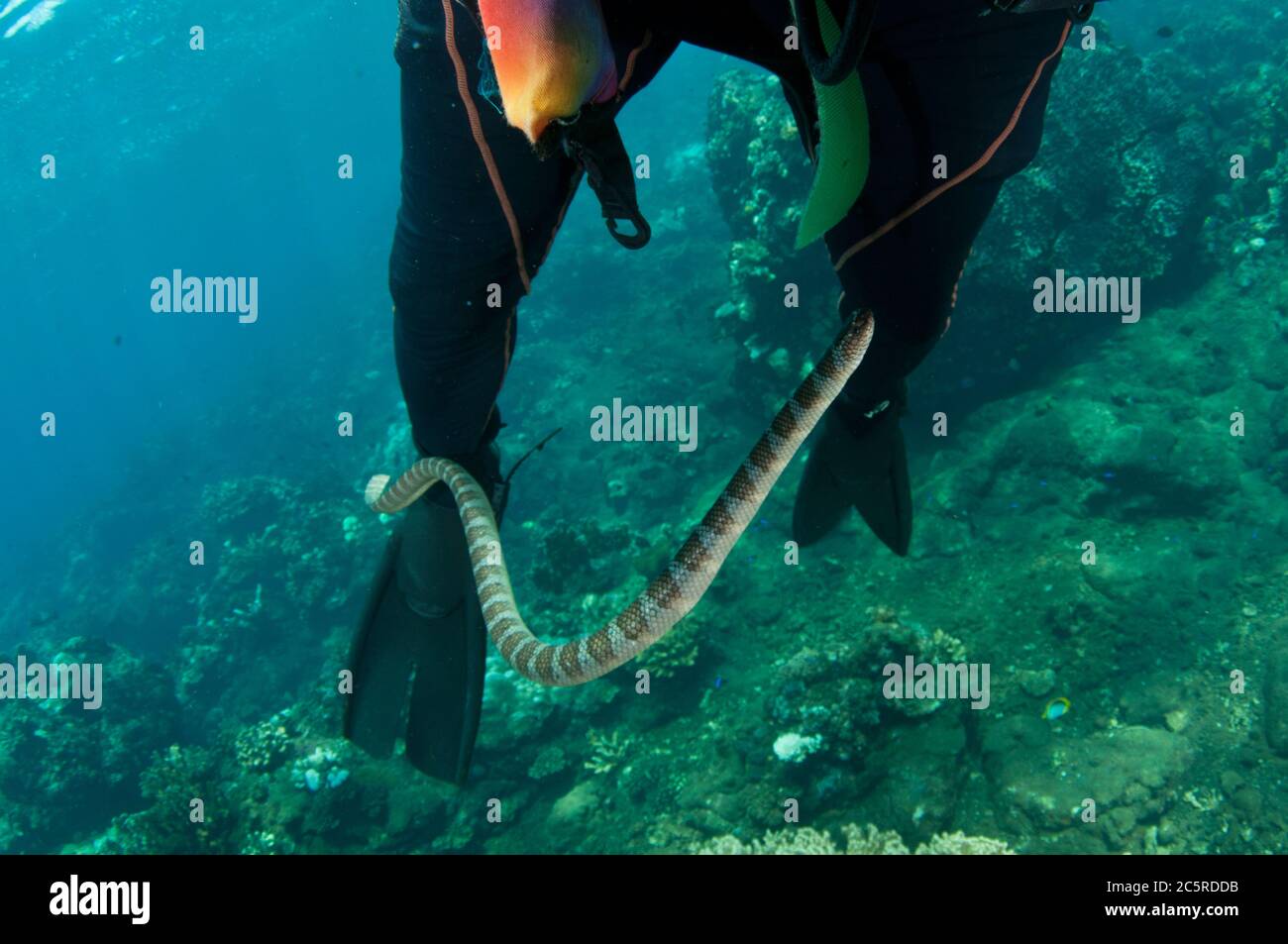 Serpente di mare cinese, Laticauda semifasciata, da pinne del subacqueo, sito di immersione Red Cliff, Manuk Island, Indonesia, banda Sea Foto Stock