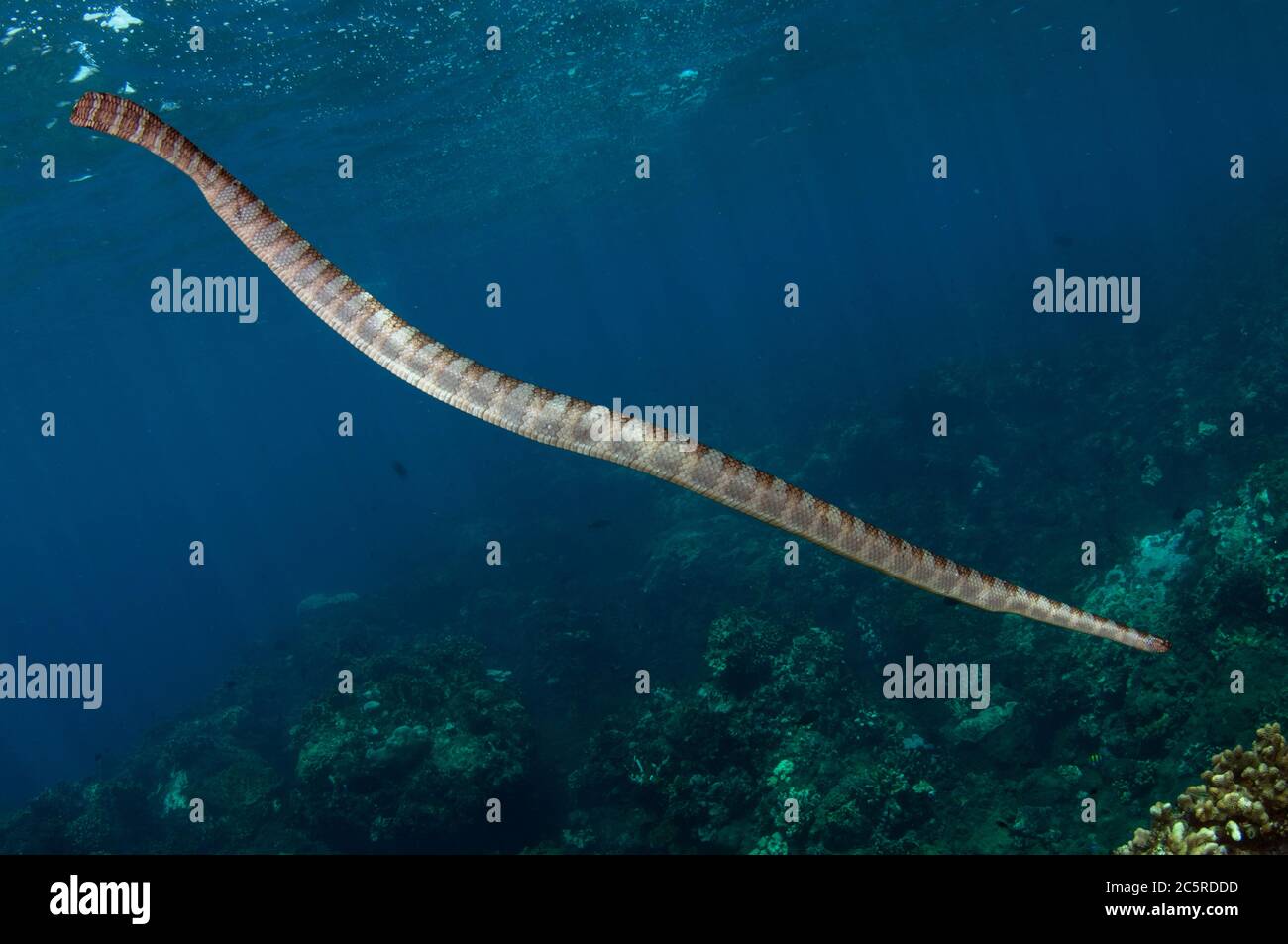 Serpente di mare cinese, Laticauda semifasciata, Red Cliff Dive Site, Manuk Island, Indonesia, banda Sea Foto Stock