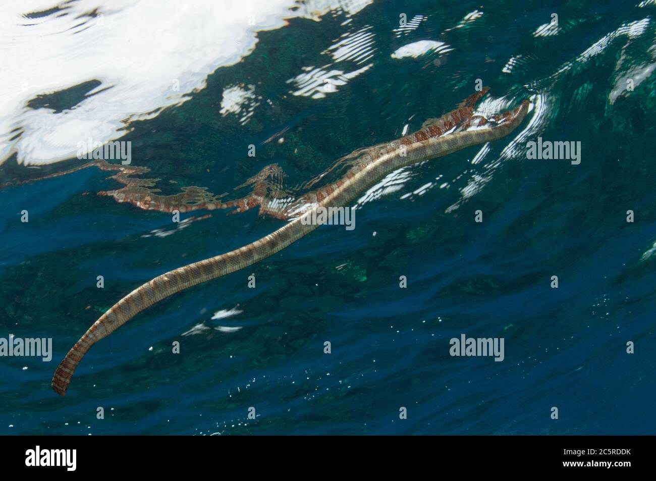 Serpente di mare cinese, Laticauda semifasciata, a superficie per respirare, sito di immersione Red Cliff, Manuk Island, Indonesia, banda Sea Foto Stock