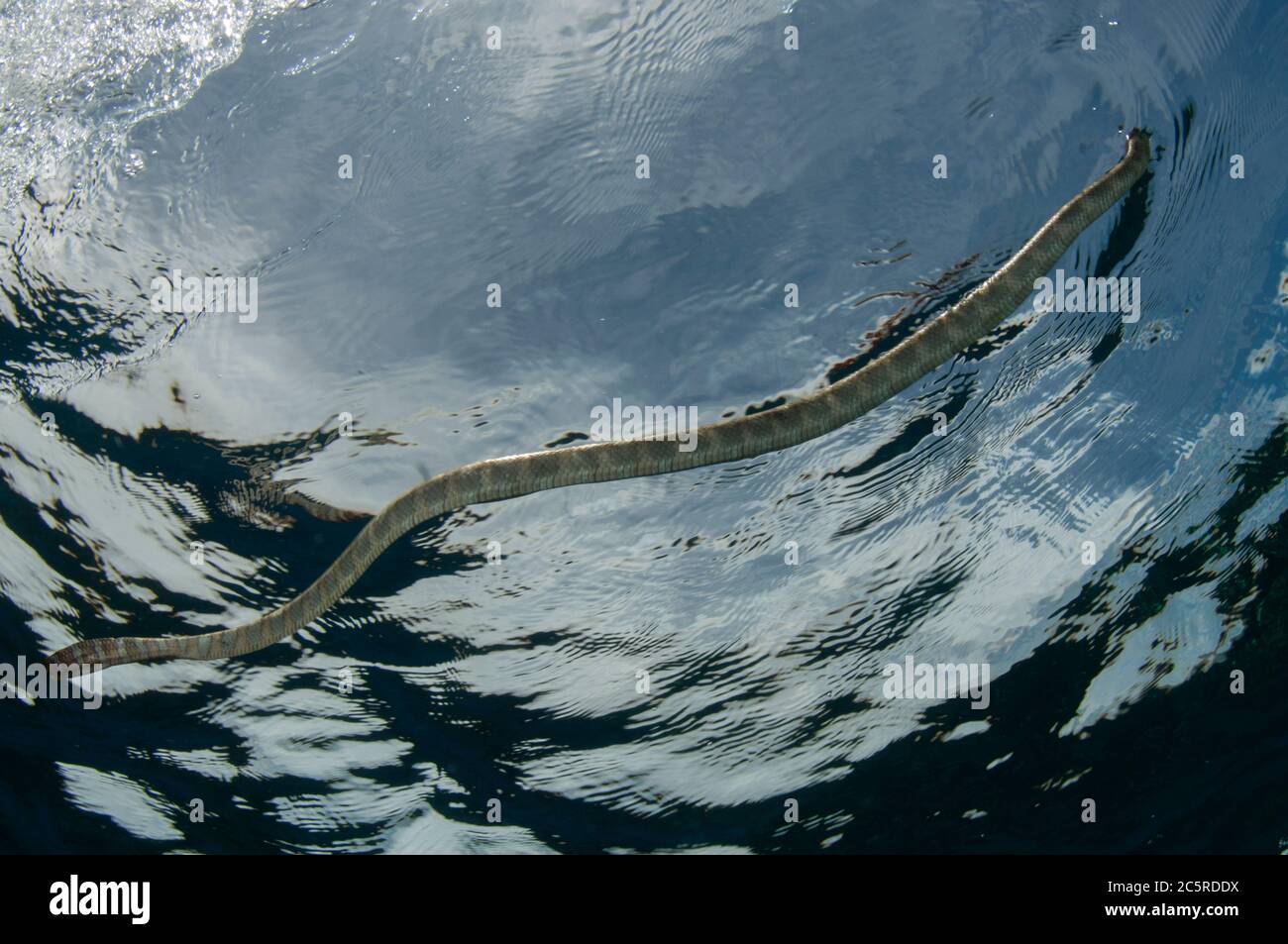 Serpente di mare cinese, Laticauda semifasciata, a superficie per respirare, sito di immersione Red Cliff, Manuk Island, Indonesia, banda Sea Foto Stock