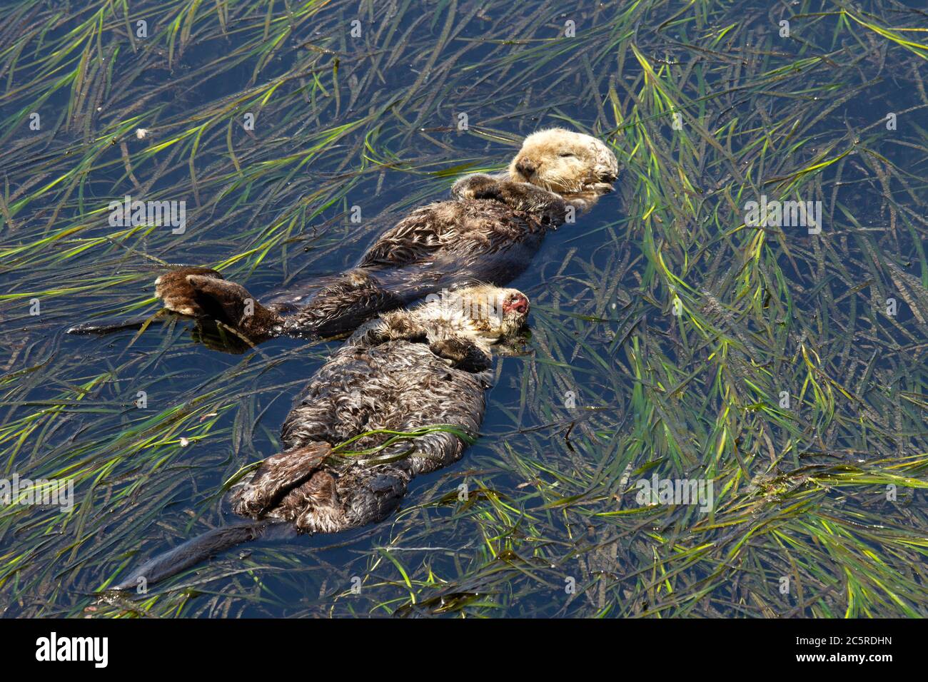 Lontre Di Mare Che Dormono In Erba Di Mare Foto Stock Alamy