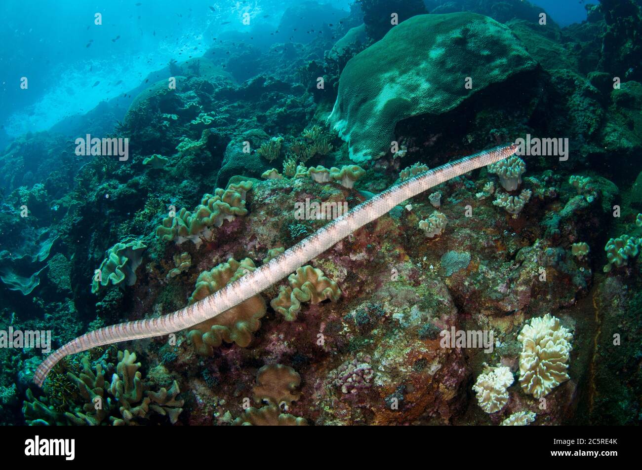Serpente di mare cinese, Laticauda semifasciata, Red Cliff Dive Site, Manuk Island, Indonesia, banda Sea Foto Stock