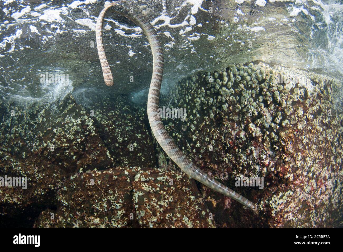 Serpente di mare cinese, Laticauda semifasciata, Red Cliff Dive Site, Manuk Island, Indonesia, banda Sea Foto Stock