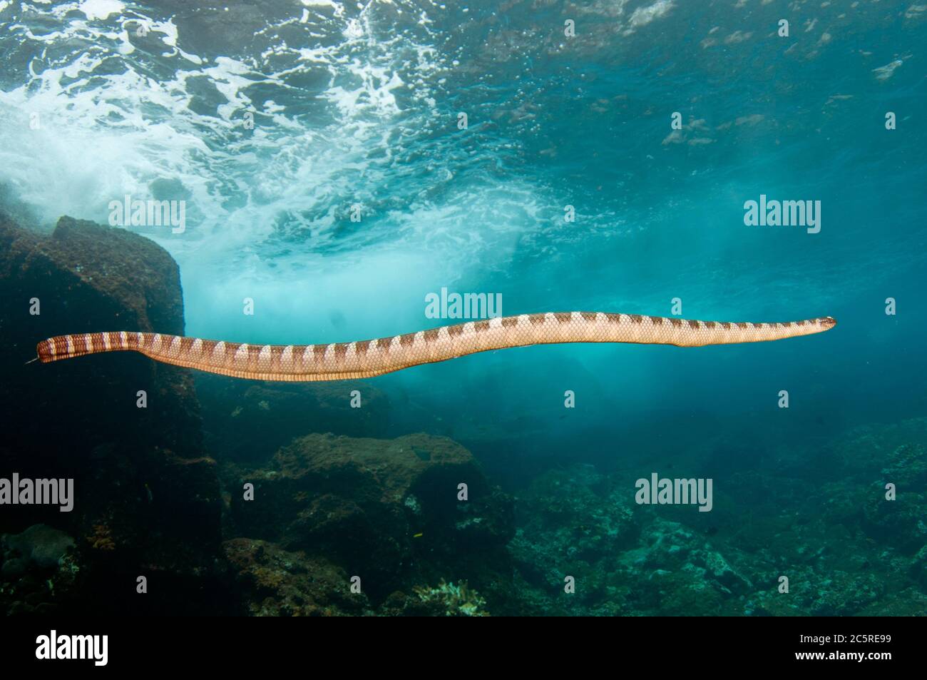 Serpente di mare cinese, Laticauda semifasciata, Red Cliff Dive Site, Manuk Island, Indonesia, banda Sea Foto Stock