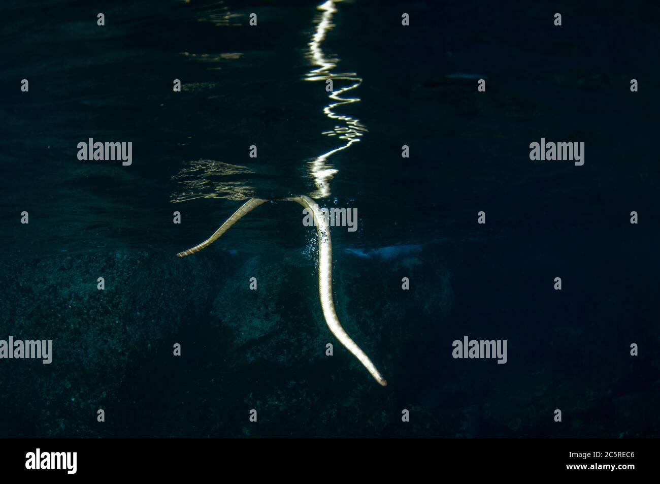 Serpente di mare cinese, Laticauda semifasciata, a Surface to Breathe, Snake Ridge sito di immersione, Manuk Island, Indonesia, banda Sea Foto Stock