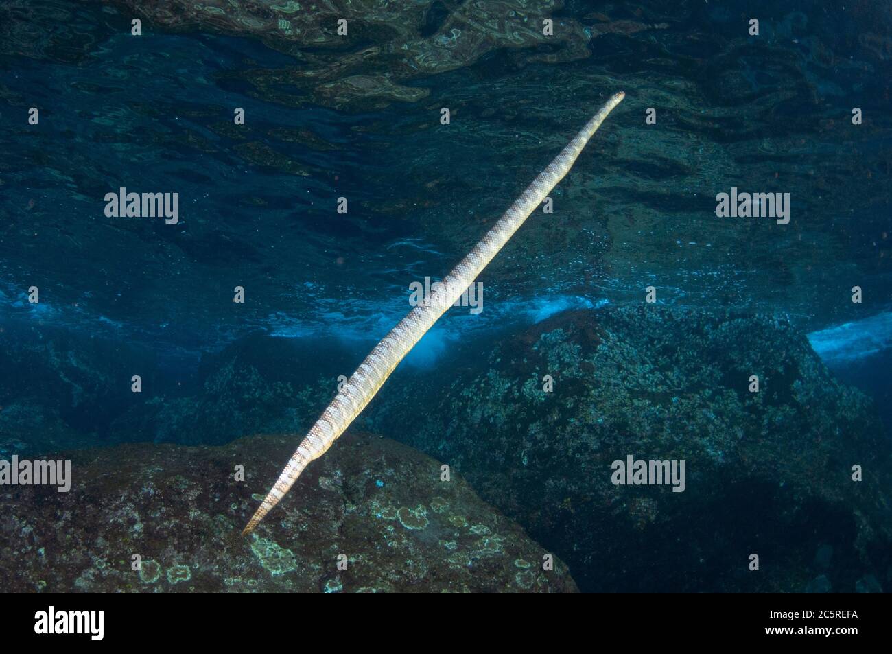 Serpente di mare cinese, Laticauda semifasciata, ascendente alla superficie per respirare, luogo di immersione Snake Ridge, Manuk Island, Indonesia, banda Sea Foto Stock