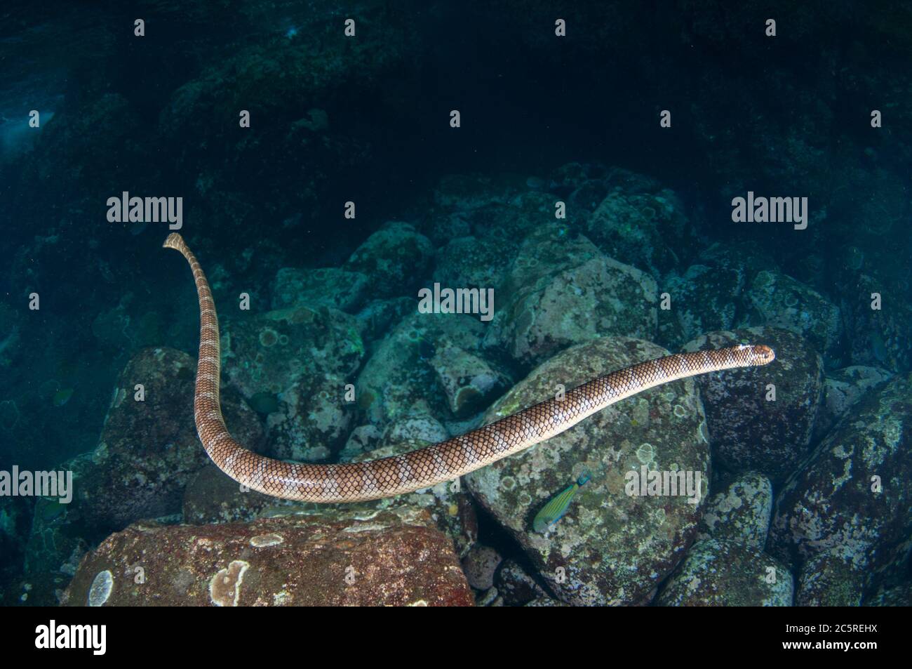 Serpente di mare cinese, Laticauda semifasciata, Snake Ridge sito di immersione, Manuk Island, Indonesia, banda Sea Foto Stock